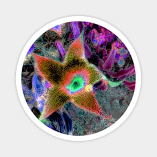 Cactus Bloom Flower Huernia Abstract Magnet